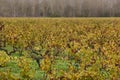Autumn wineyards in Bordeaux. Agriculture industry in Aquitaine. France Royalty Free Stock Photo