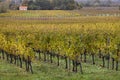 Autumn wineyards in Bordeaux. Agriculture industry in Aquitaine. France Royalty Free Stock Photo