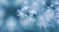 Autumn-winter background with dry plants covered hoarfrost in winter morning. First frost of autumn Royalty Free Stock Photo