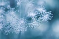 Autumn-winter background with dry plants covered hoarfrost in winter morning. First frost of autumn Royalty Free Stock Photo