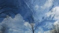 Bare dead leafless tree silhouettes on blue sky background. Blue sky covered with white clouds. Royalty Free Stock Photo