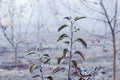 Autumn and winter garden with frost-covered apple leaves on a tree in the fog Royalty Free Stock Photo