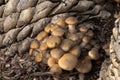 Clump of Armillaria luteobubalina or Australian Honey Fungus