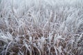 Autumn/Winter Grass Covered In Early Morning Ground Frost Royalty Free Stock Photo