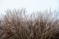 Autumn/Winter Grass Covered In Early Morning Ground Frost Royalty Free Stock Photo