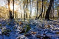 Autumn-winter landscape, rays of the rising sun and the first snow in the morning autumn forest. Royalty Free Stock Photo