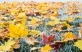 Autumn / Winter Leaves Covered In Early Morning Ground Frost