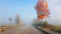 Autumn winter season road street travel fog treess with yellow leaves Royalty Free Stock Photo