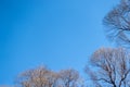 Autumn or winter tree branches without leaves against a clear blue sky Royalty Free Stock Photo