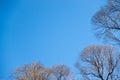 Autumn or winter tree branches without leaves against a clear blue sky Royalty Free Stock Photo