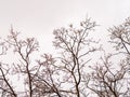 Autumn or winter tree branches without leaves against a clear blue sky Royalty Free Stock Photo