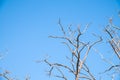 Autumn or winter tree branches without leaves against a clear blue sky Royalty Free Stock Photo