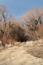 Autumn winter trees in desert valley landscape dirt road Eastern Sierra Nevada California Royalty Free Stock Photo