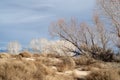 Autumn winter trees in desert valley landscape dirt road Eastern Sierra Nevada California Royalty Free Stock Photo