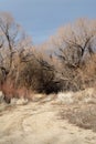 Autumn winter trees in desert valley landscape of Eastern Sierra Nevada California Royalty Free Stock Photo