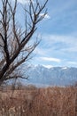 Autumn winter trees in desert valley landscape of Eastern Sierra Nevada California Royalty Free Stock Photo