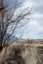 Autumn winter trees in desert valley landscape dirt road Eastern Sierra Nevada California Royalty Free Stock Photo