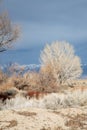 Autumn Winter Trees In Desert Valley Landscape Dirt Road Eastern Sierra Nevada California