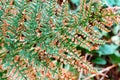 Autumn withered fern leaf, green leaf plants fern