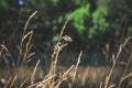 Autumn withered grass in a field sun-stained brown strollers