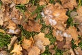 Autumn withered leaves covered with the first frost and snow Royalty Free Stock Photo