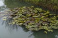 Autumn withered lotus leaf Royalty Free Stock Photo