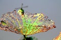 Autumn, withered lotus leaf residue. Royalty Free Stock Photo