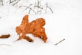 Autumn withered oak leaf lying on the snow. First snowfall, late autumn, early winter. Royalty Free Stock Photo