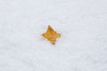 Autumn withered oak leaf lying on the snow. First snowfall, late autumn, winter Royalty Free Stock Photo