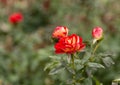 Autumn, withering rose bushes