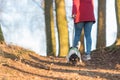 In autumn a woman is walking in the forest with a cute disobedient young small tricolor Jack Russell Terrier dog