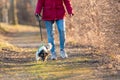 In autumn a woman is walking in the forest with a cute disobedient young small tricolor Jack Russell Terrier dog