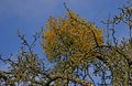 mistletoe in a tree Royalty Free Stock Photo