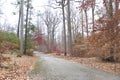 Autumn wooded Path