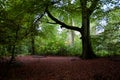 Autumn Woodland