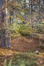 Autumn woodland at Anagach woods in Grantown on Spey Royalty Free Stock Photo