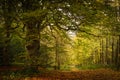 Autumn Woodland Path