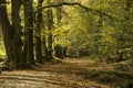 Autumn woodland path , golitha, cornwall, uk Royalty Free Stock Photo