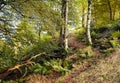 Autumn woodland scene with a hillside path between trees with orange leaves and ferns with fallen branches and moss covered rocks Royalty Free Stock Photo