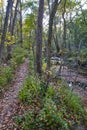 Autumn Woodland Trail with Evergreens and River, Bicentennial Acres Royalty Free Stock Photo