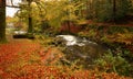 Autumn woodlands