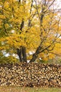 Autumn Woodpile