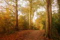 Autumn Woods Royalty Free Stock Photo
