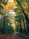 Autumn woods. Beautiful golden trees and path way in fall leaves in sunny warm forest. Oak and hornbeam yellow and green trees. Royalty Free Stock Photo