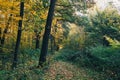 Autumn woods. Beautiful golden trees and path way in fall leaves in sunny warm forest. Oak and hornbeam yellow and green trees. Royalty Free Stock Photo