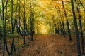 Autumn woods. Beautiful golden trees and path way in fall leaves in sunny warm forest. Oak and hornbeam yellow and green trees. Royalty Free Stock Photo