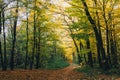 Autumn woods. Beautiful golden trees and path way in fall leaves in sunny warm forest. Oak and hornbeam yellow and green trees. Royalty Free Stock Photo