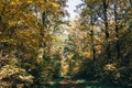 Autumn woods. Beautiful golden trees and path way in fall leaves in sunny warm forest. Oak and hornbeam yellow and green trees. Royalty Free Stock Photo