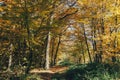 Autumn woods. Beautiful golden trees and path way in fall leaves in sunny warm forest. Oak and hornbeam yellow and green trees. Royalty Free Stock Photo