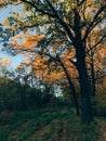 Autumn woods. Beautiful golden trees and path way in fall leaves in sunny warm forest. Oak and hornbeam yellow and green trees. Royalty Free Stock Photo